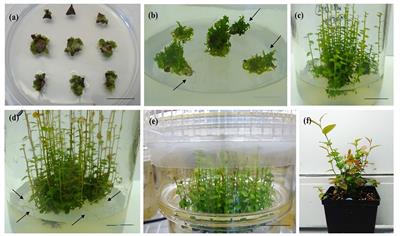 Phenotypic variation and epigenetic insight into tissue culture berry crops